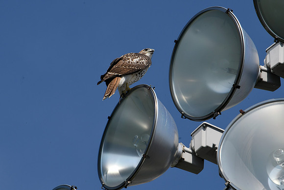 Red Hawk